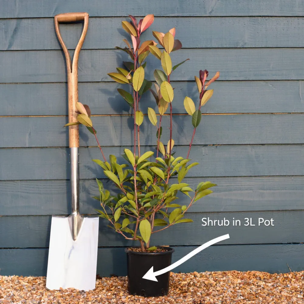 Thumbnail 15